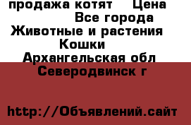 продажа котят  › Цена ­ 15 000 - Все города Животные и растения » Кошки   . Архангельская обл.,Северодвинск г.